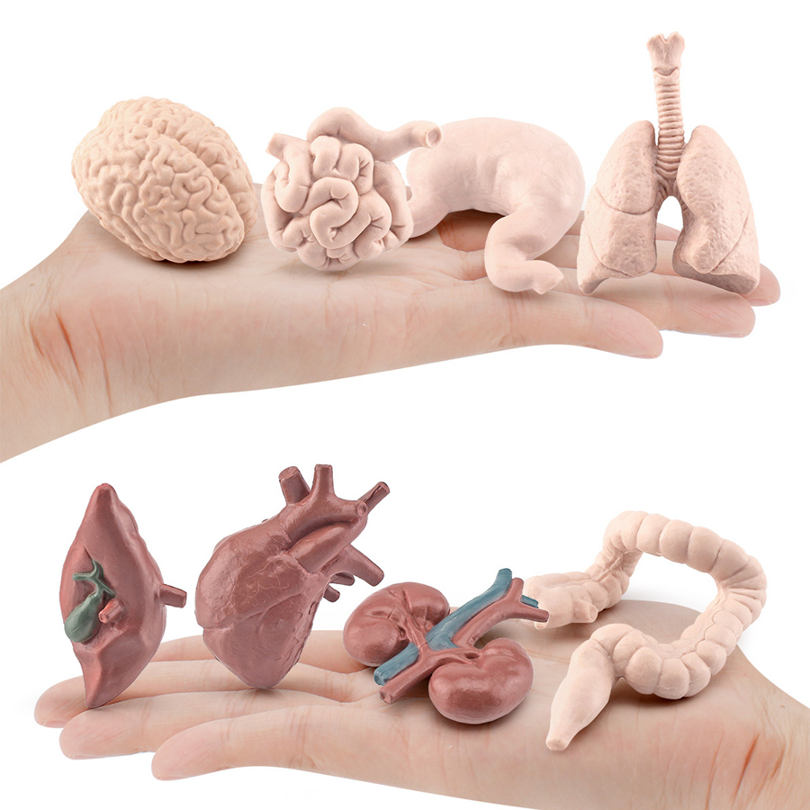 Realistic Human Organs Ancient - огляд і ціна Kids Toys Egypt